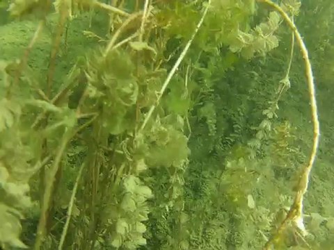 plongee fond pierre a bise lac du bourget deep ccr tartiflette team