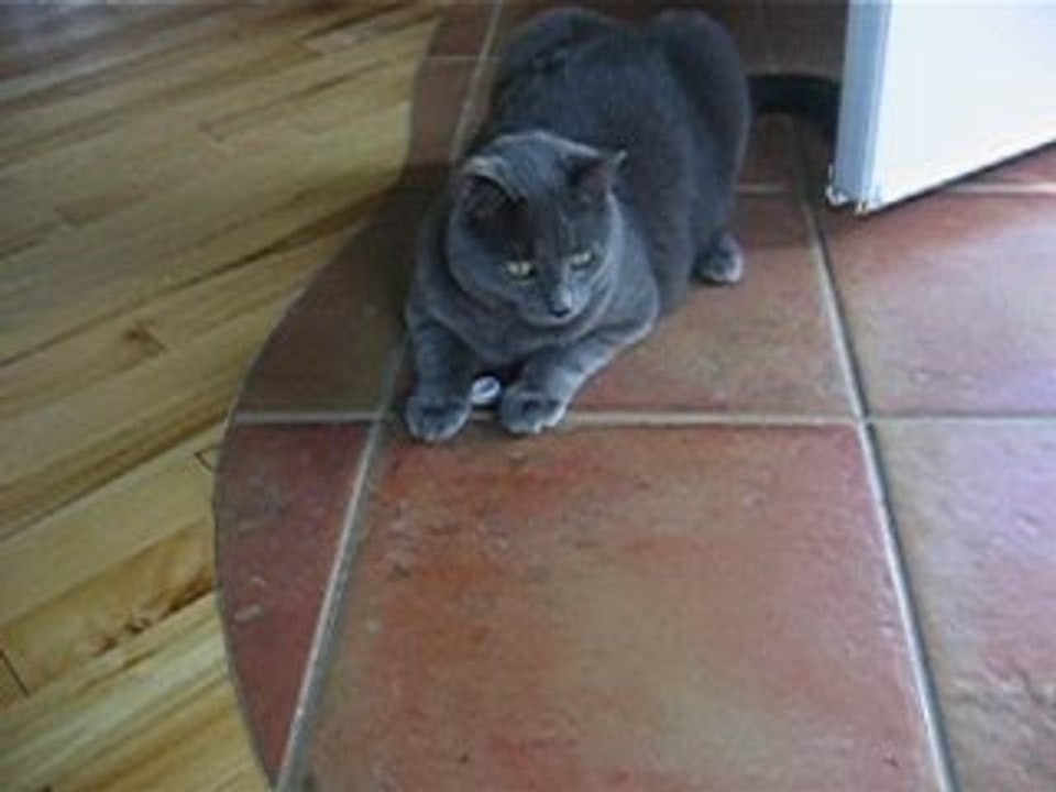 Encore mes chats!