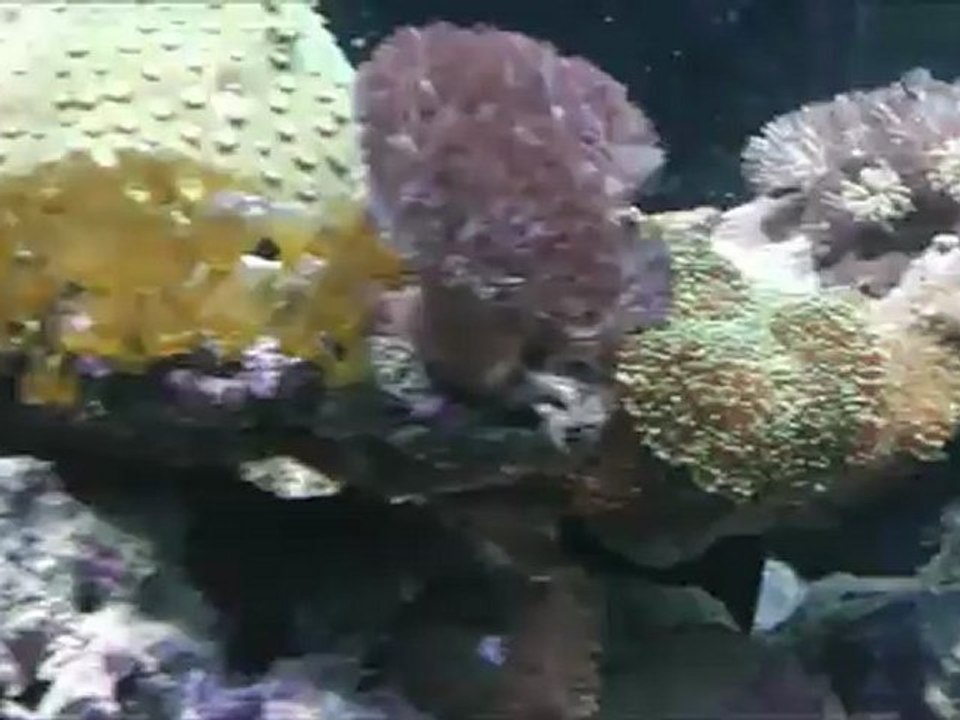 mon bac recifal 27082012