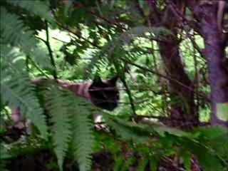 Fripouille Et Dech ...