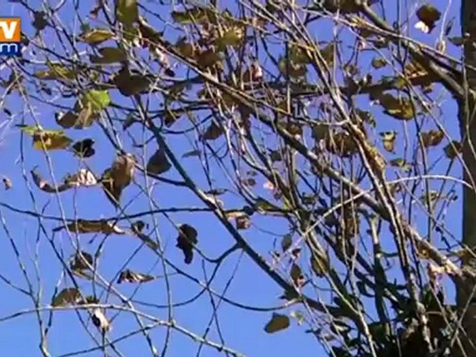 Climat : pourquoi les arbres perdent-il déjà leurs feuilles ?