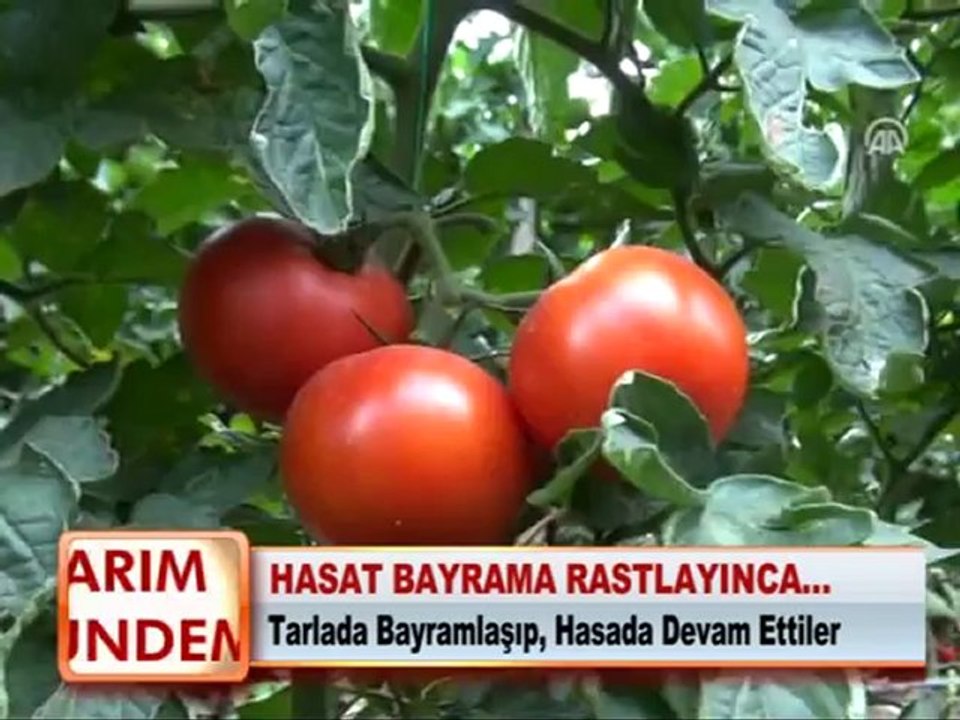 HASAT BAYRAMA RASTLAYINCA…