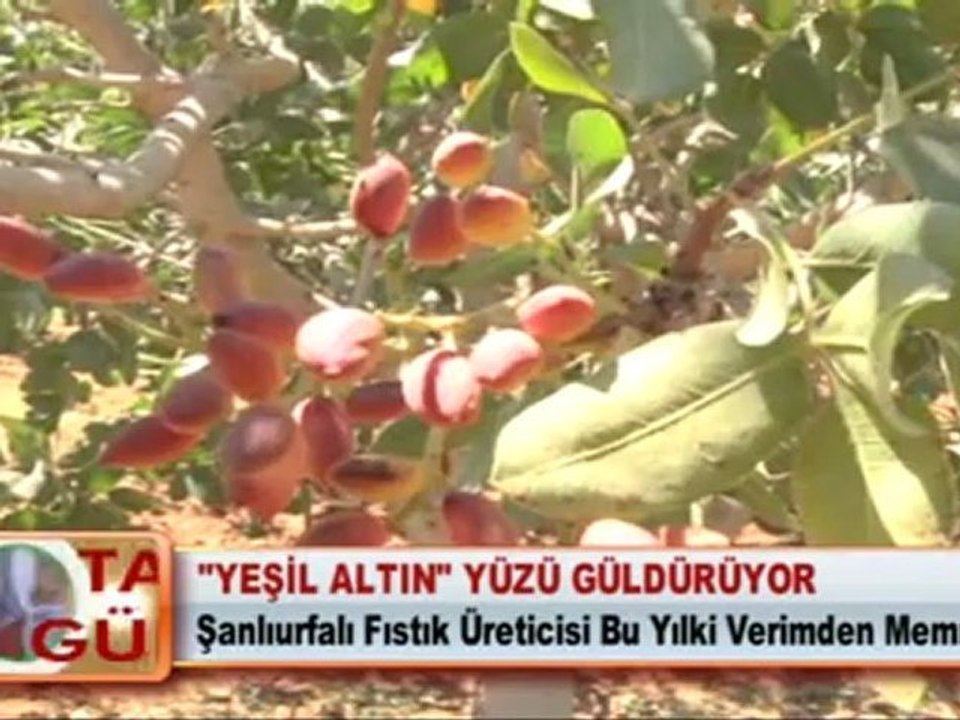 “Yeşil altın” yüzü güldürüyor