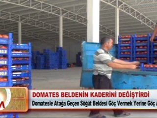 DOMATES BELDENİN KADERİNİ DEĞİŞTİRDİ