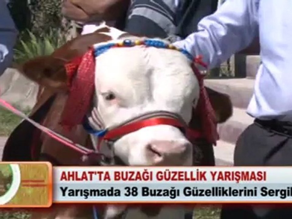 AHLAT'TA BUZAĞI GÜZELLİK YARIŞMASI