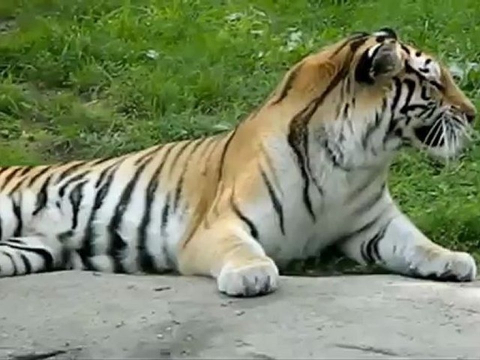 Un tigre éternue