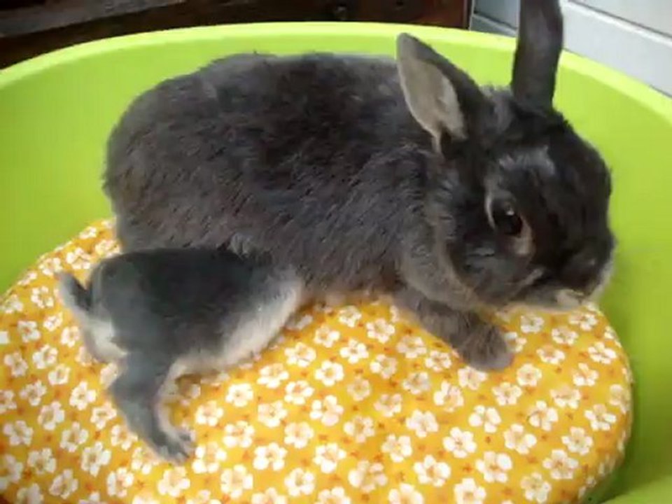 24_07 783 Lady lapine extra naine  loutre bleu donne la têtée à ses petits