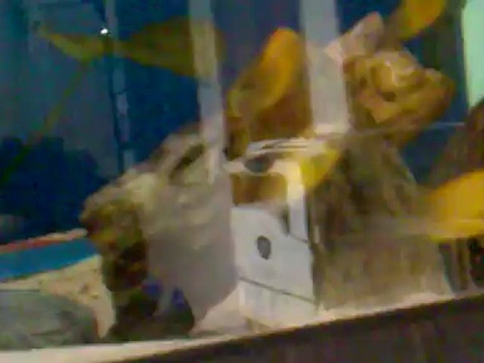 kriza gold Snator 8d 3e