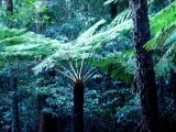 2012-07-30 - Sydney Olympic Park, Scenic World, Blue Mountain