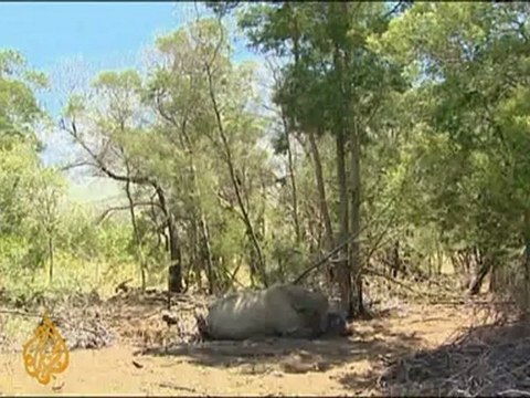 Rhinos attacked for their horns in SA