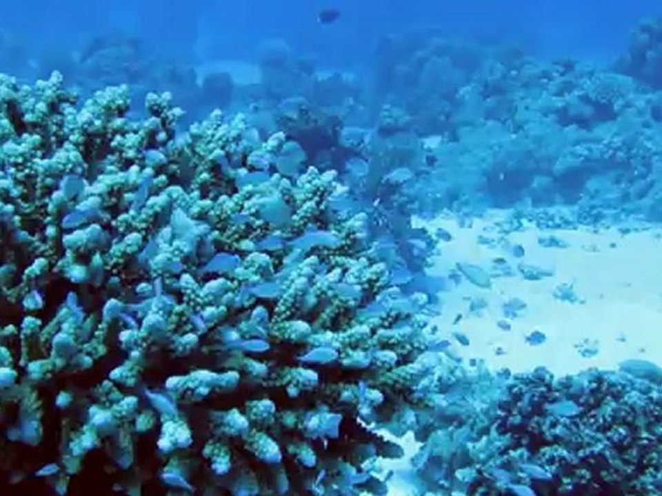 Croisière bio - Mer Rouge