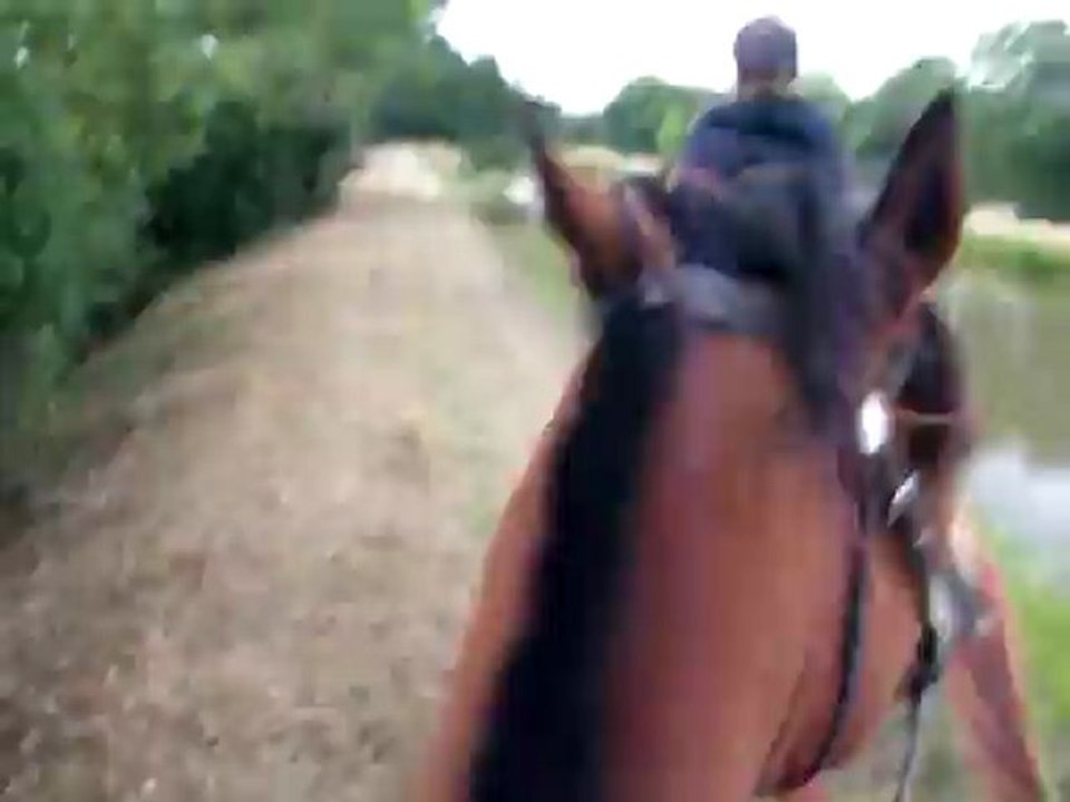 Galop au bord du canal