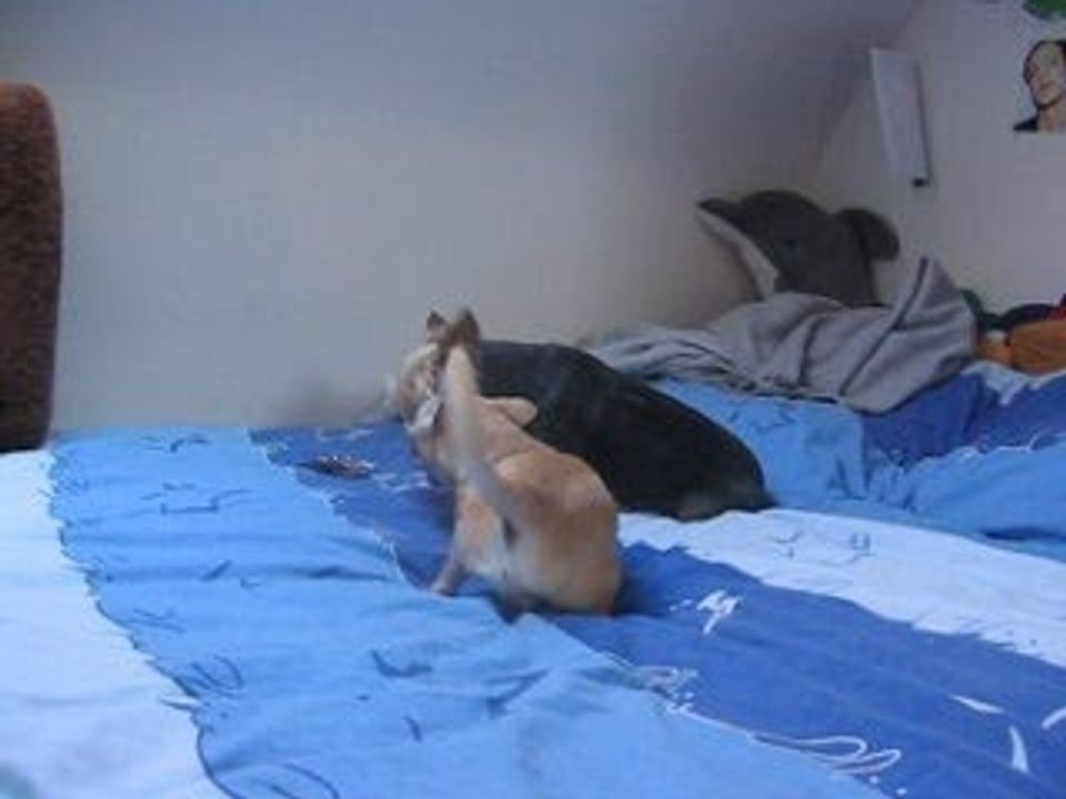 ARCHIE LE CHIEUR