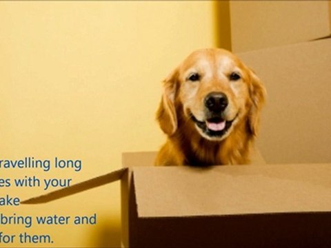 Moving Tips: Relocating with Your Pets | Budget Van Lines