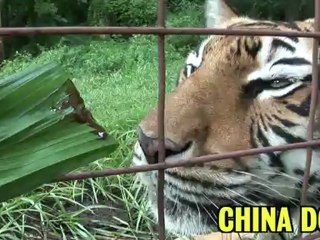 Do Tigers Like MARMITE?