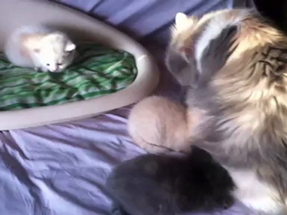Les chatons le 26 aout 2012 2/3
