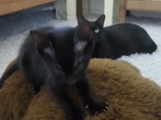 P'tit Lu (Hugolin, 2 mois) qui pattoune