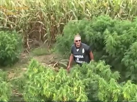 Latina - Scoperta vasta piantagione di marijuana (28.08.12)