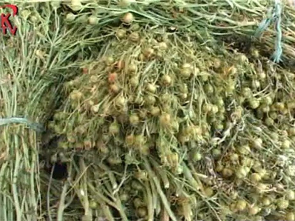 ÜZELLİK OTU