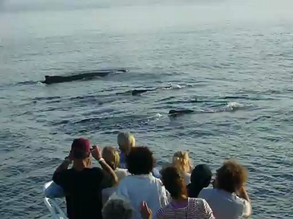 video baleines a Provincetown cape cod