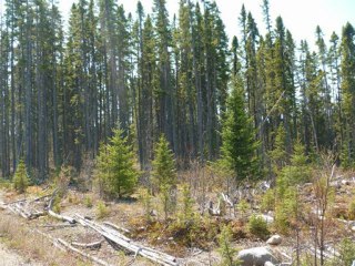 Jay Mine, une mine peu connue