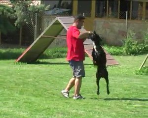 izzettin avkan K9 eğitimi