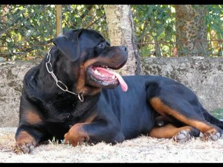 ARTUR Roccia Nera