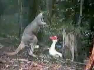 Kanguru ile Kazın Yemek Kavgası