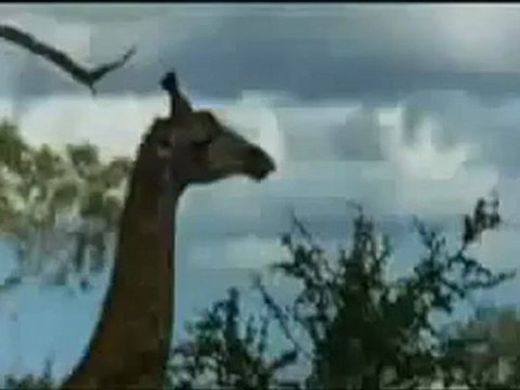 Sarhoş Hayvanların Komik Halleri