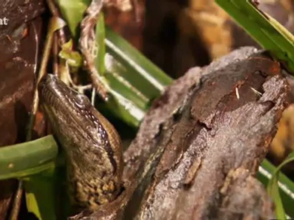 Anaconda.Wanted