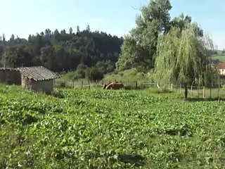 Danette et Bounty - 1er jour en prairie