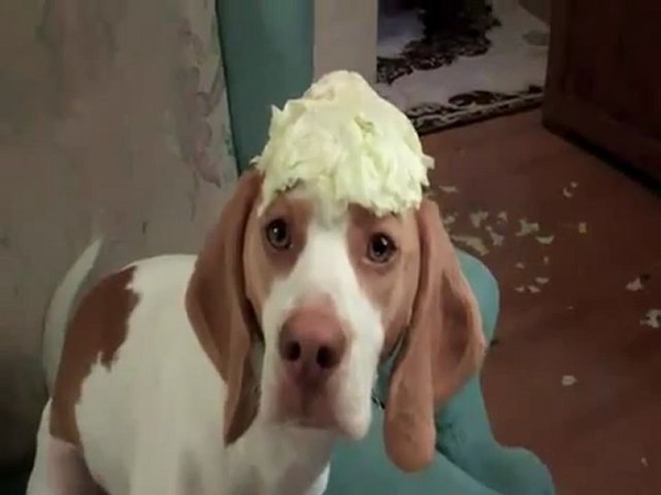 Chien voleur de chou