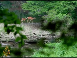 Destructive deer numbers set for culling