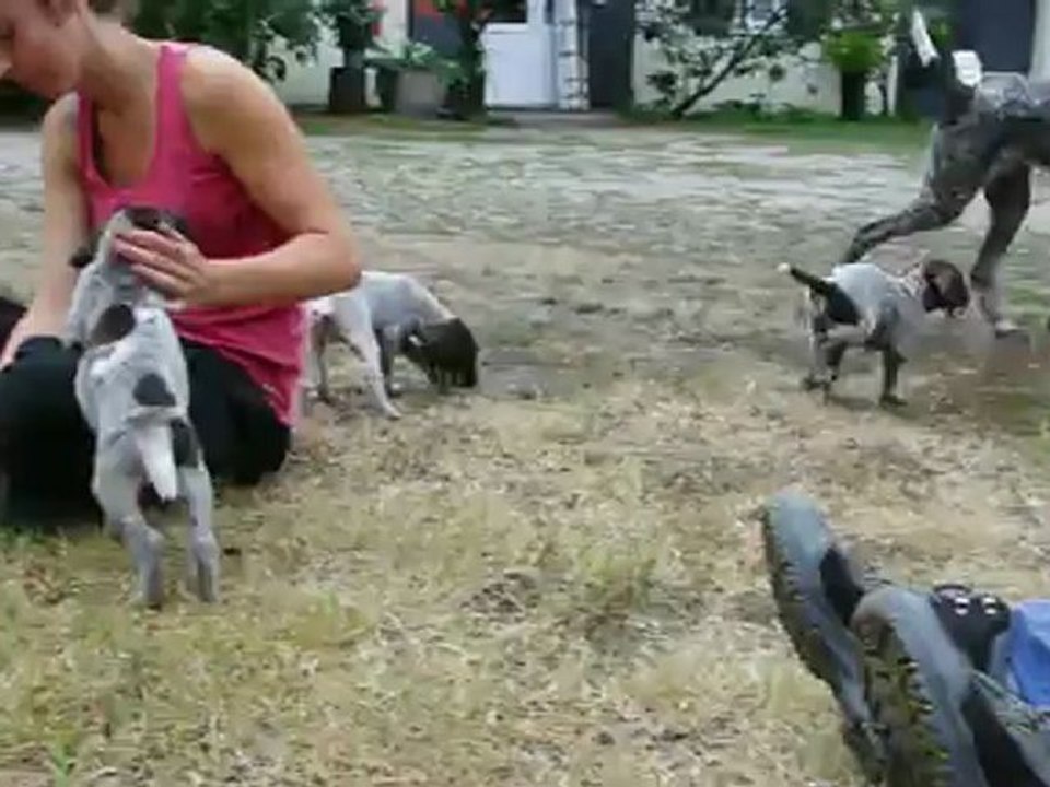 CHIOT BRAQUE ALLEMAND 1 MOIS DEUTSCH KURZHAAR