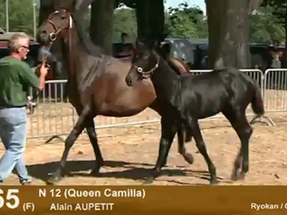 Lot 65