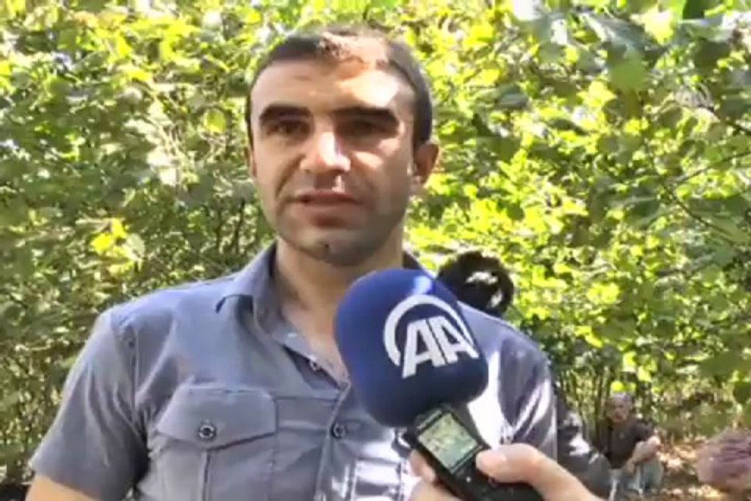 Ney eşliğinde fındık topluyorlar