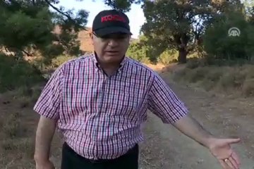 Ormanları yangından ''keçiler'' koruyacak