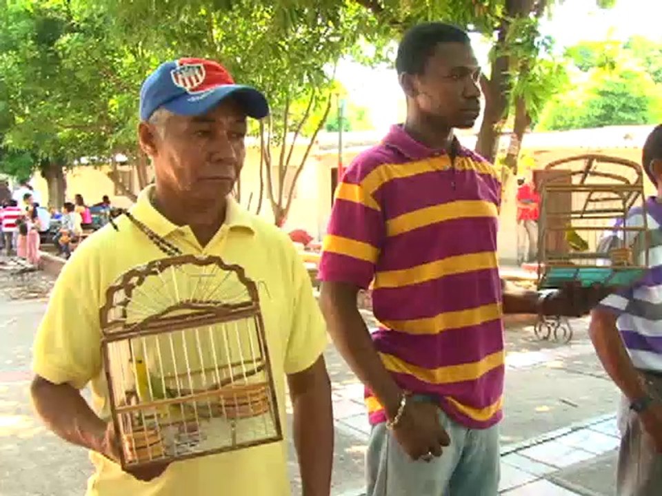 29 AGOSTO 2012 canario criollo