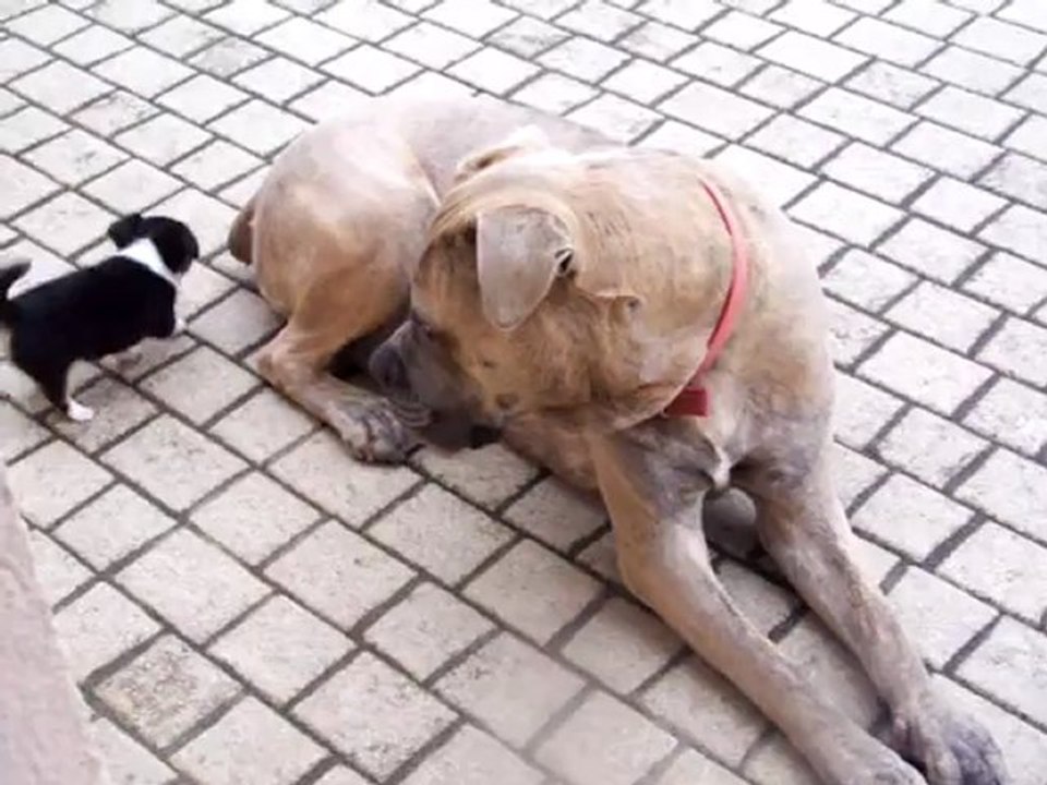 Hermine et sa nounou