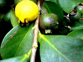 JOEL VIGNE  MI VE RETOURNER