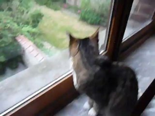 Tygrettes ma chatte semi-sauvage!!