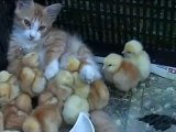 Chaton et poussins