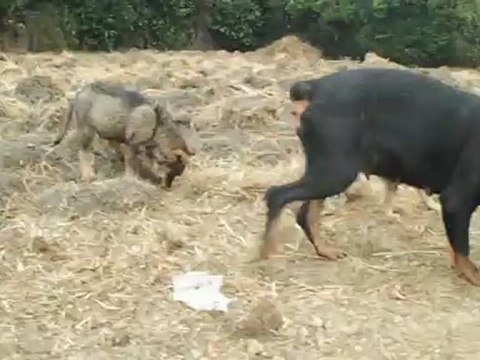 Chiots association bêtes de scène.