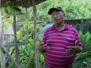 Casamentero de aves en extinción