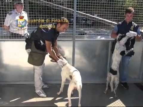 Ancona - Scoperto grave caso di maltrattamento animali (29.08.12)