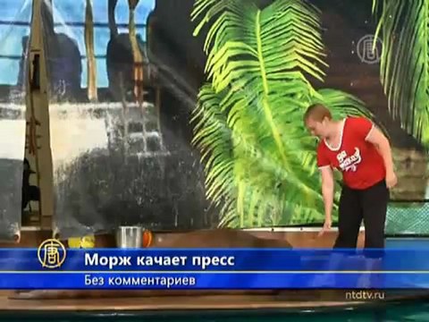 Морж делает зарядку и умывается