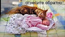 Котоматрица