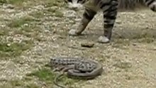 Котэ на промысле