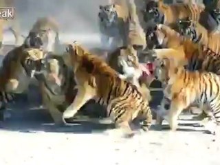 Siberian Tigers Being Fed Live Goat