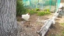 Только черному коту и невезет